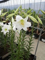 [1716 WhiteFox No02.JPG]